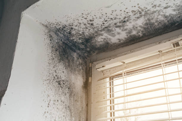Affordable Mold Cleanup solutions in Marysville, MI